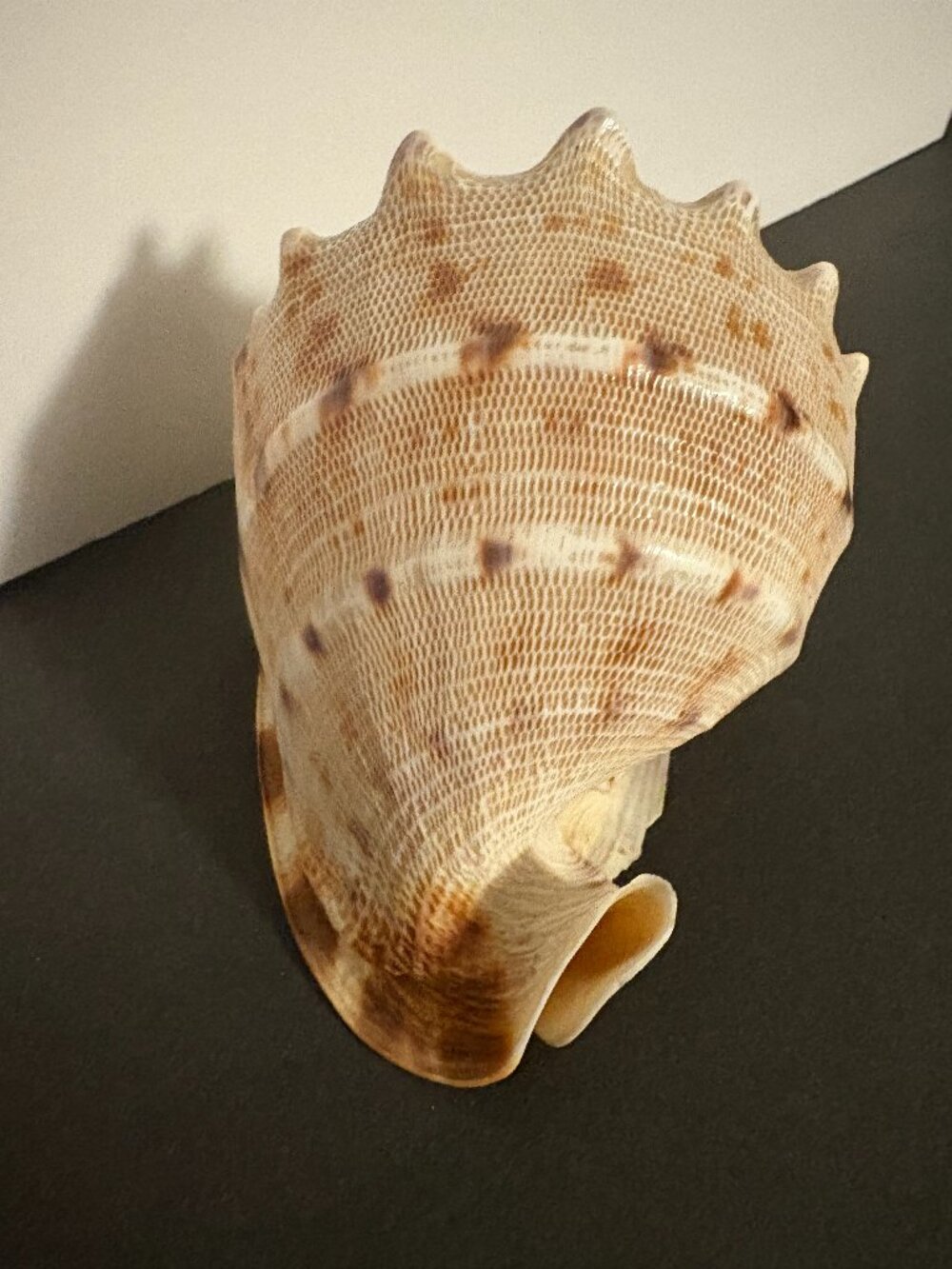 Seashell 5.5"x4.5"